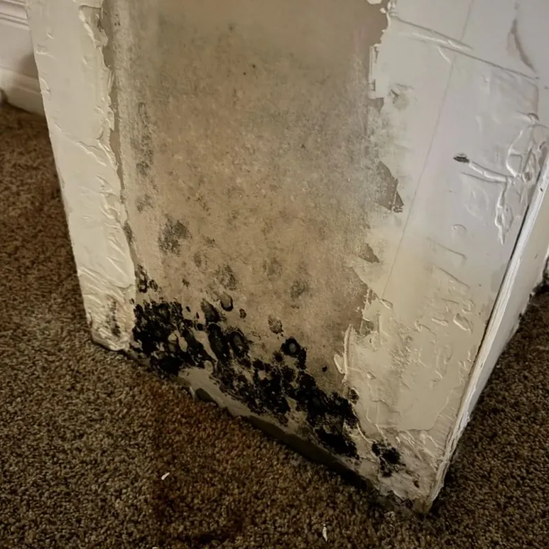 Professional Mold Removal in Bedford, TX